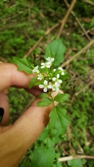 Cardamine breweri