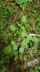 Cardamine breweri