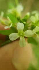 Cardamine breweri