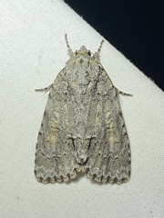 Acronicta exilis