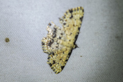 Sandava scitisignata