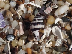 Engina zonalis
