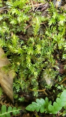 Pohlia longibracteata