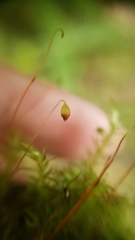 Pohlia longibracteata