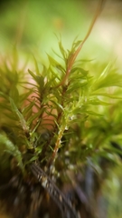 Pohlia longibracteata