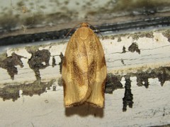 Choristoneura fractivittana