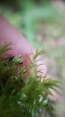 Pohlia longibracteata