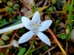 Lobelia ionantha