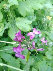 Lunaria annua