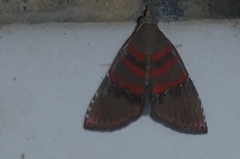 Nolasena ferrifervens