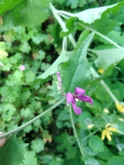 Lunaria annua