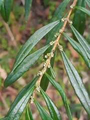 Logania albiflora