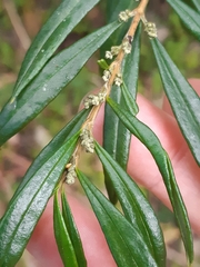 Logania albiflora