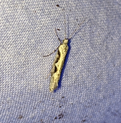 Rhigognostis interrupta