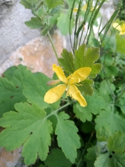 Chelidonium majus
