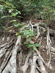 Angiospermae