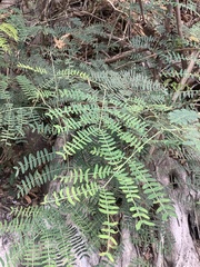 Tracheophyta