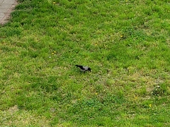 Corvus cornix