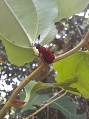 Paratrichius alboguttatus