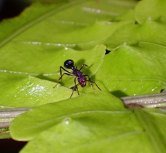 Polyrhachis rufipes