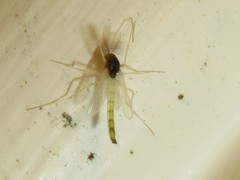Endochironomus nigricans