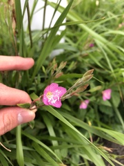 Oenothera rosea