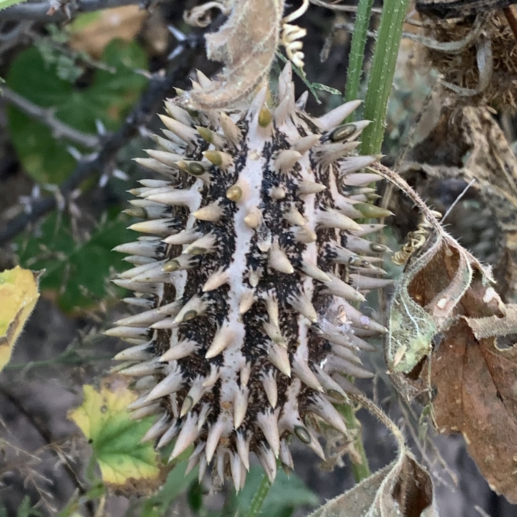 Small Wild Cucumber