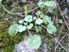 Umbilicus rupestris