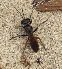 Liris subtessellatus