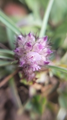 Trifolium barbigerum