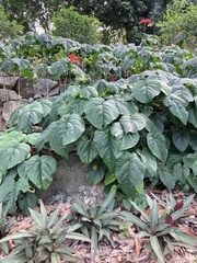 Clerodendrum paniculatum