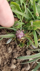 Trifolium barbigerum