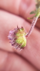 Trifolium barbigerum