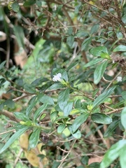 Magnoliopsida