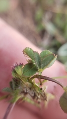 Trifolium barbigerum