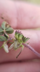 Trifolium barbigerum