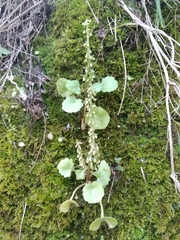 Umbilicus rupestris