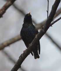 Sturnus vulgaris