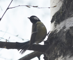 Parus major