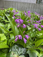 Bletilla