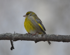Chloris chloris