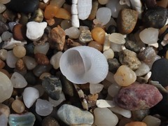 Vanikoro sigaretiformis