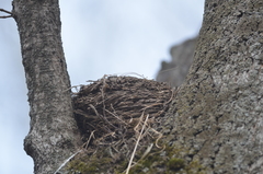 Turdus pilaris