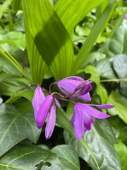 Bletilla