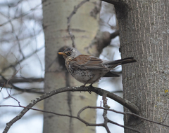 Turdus pilaris