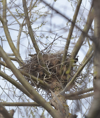 Corvus cornix
