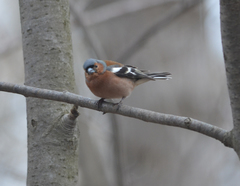Fringilla coelebs