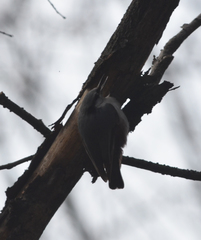Sitta europaea