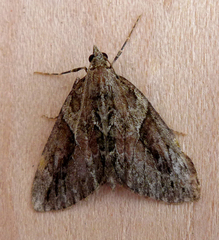 Thera cupressata