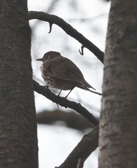 Turdus philomelos